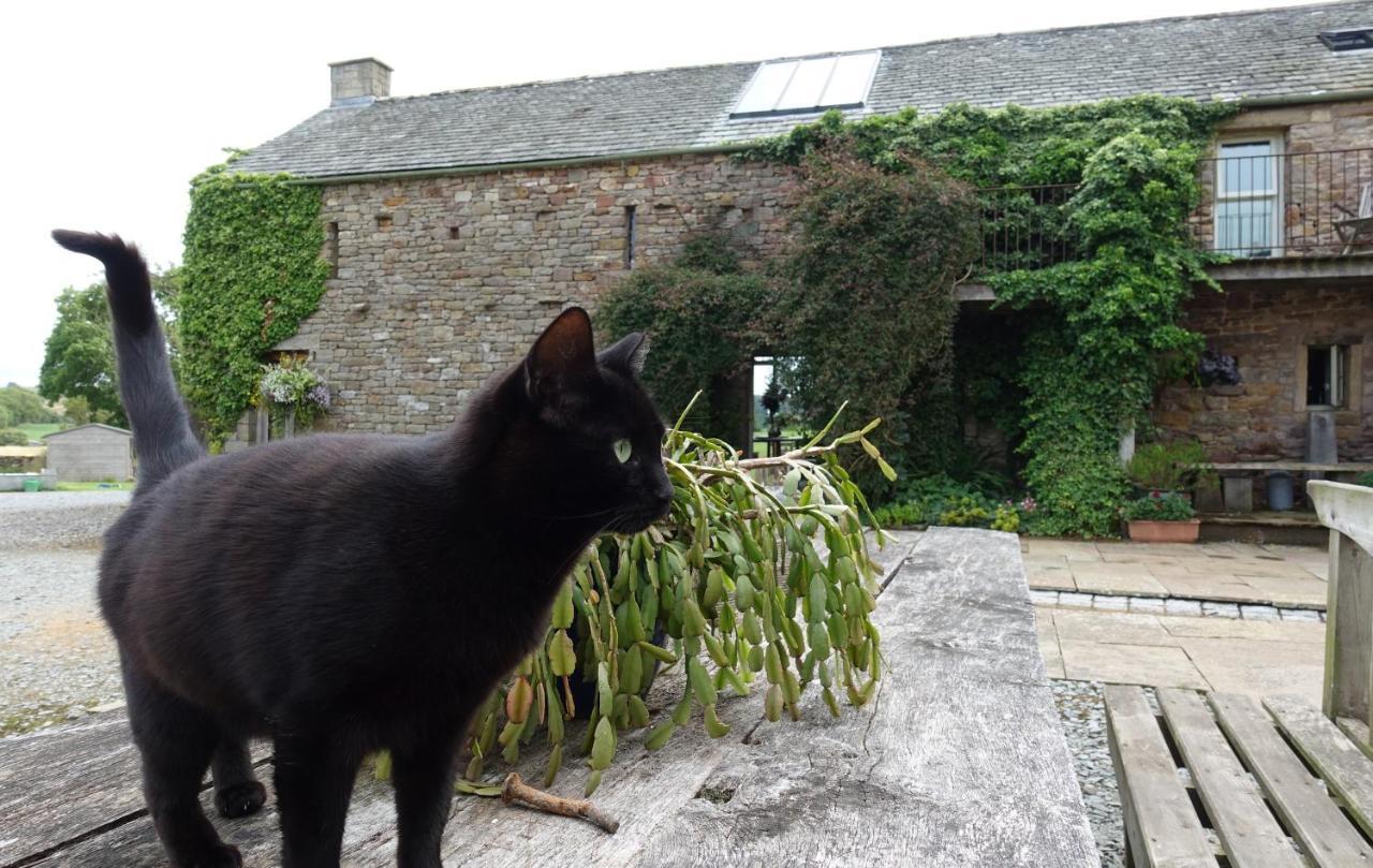 秧鸡树庄园住宿加早餐旅馆 Crosby Ravensworth 外观 照片